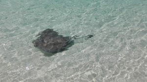 STINGRAY CITY